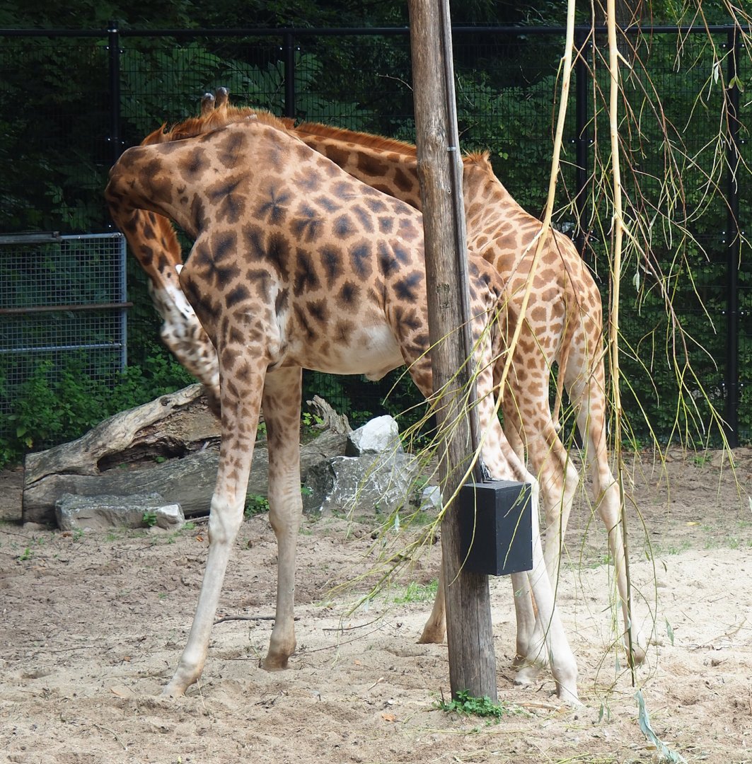 Kordofan giraffe (Giraffa camelopardalis antiquorum) and Rothschild's giraffe paddock (G. c. rothschildi) during a neck fight, 2023-08-17