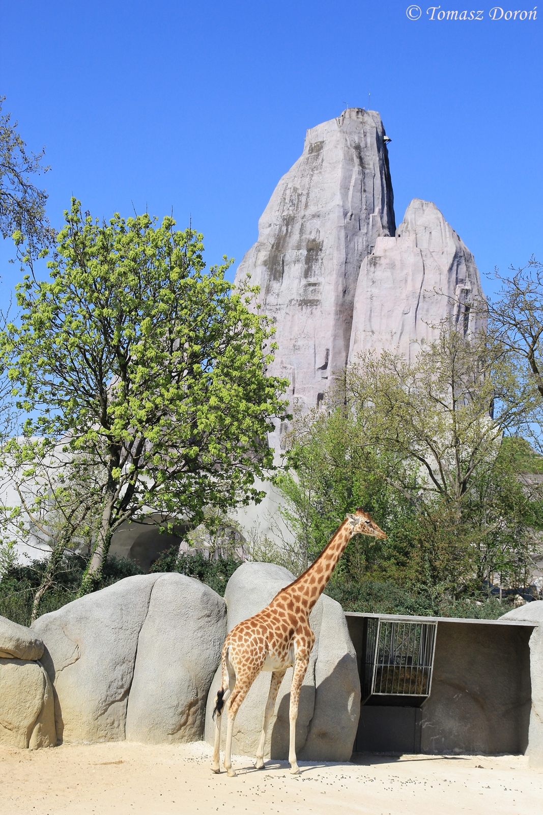 Kordofan Giraffe (Giraffa camelopardalis antiquorum), April 2015