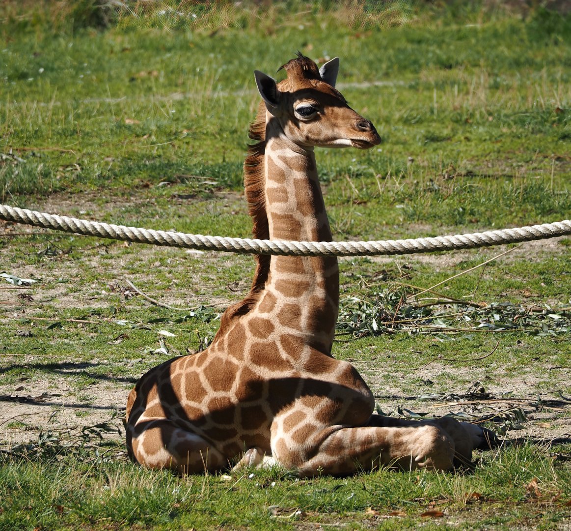 Kordofan giraffe (Giraffa camelopardalis antiquorum) calf, 2024-07-14