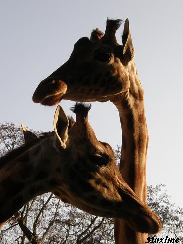 Kordofan Giraffe (Giraffa camelopardalis antiquorum) - Les Sables d'Olonne