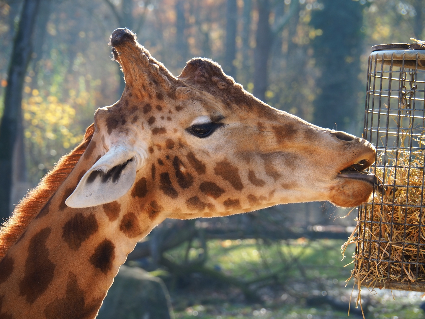 Kordofan giraffe (Giraffa camelopardalis antiquorum), Nov 18th, 2018
