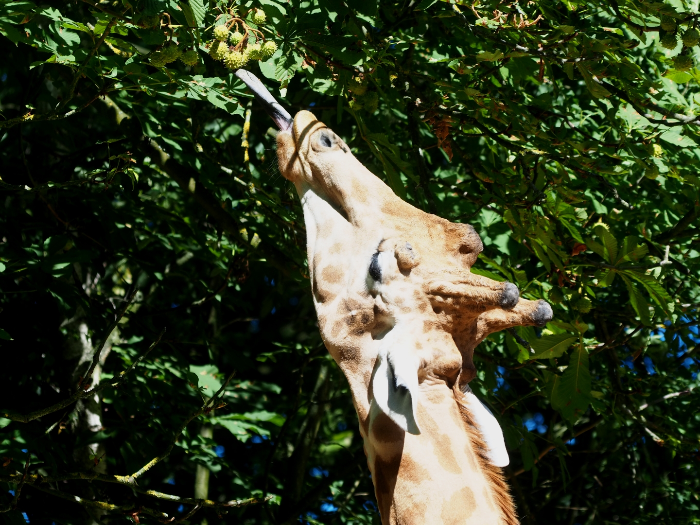 Kordofan giraffe (Giraffa camelopardalis antiquorum) trying to get horse chestnuts