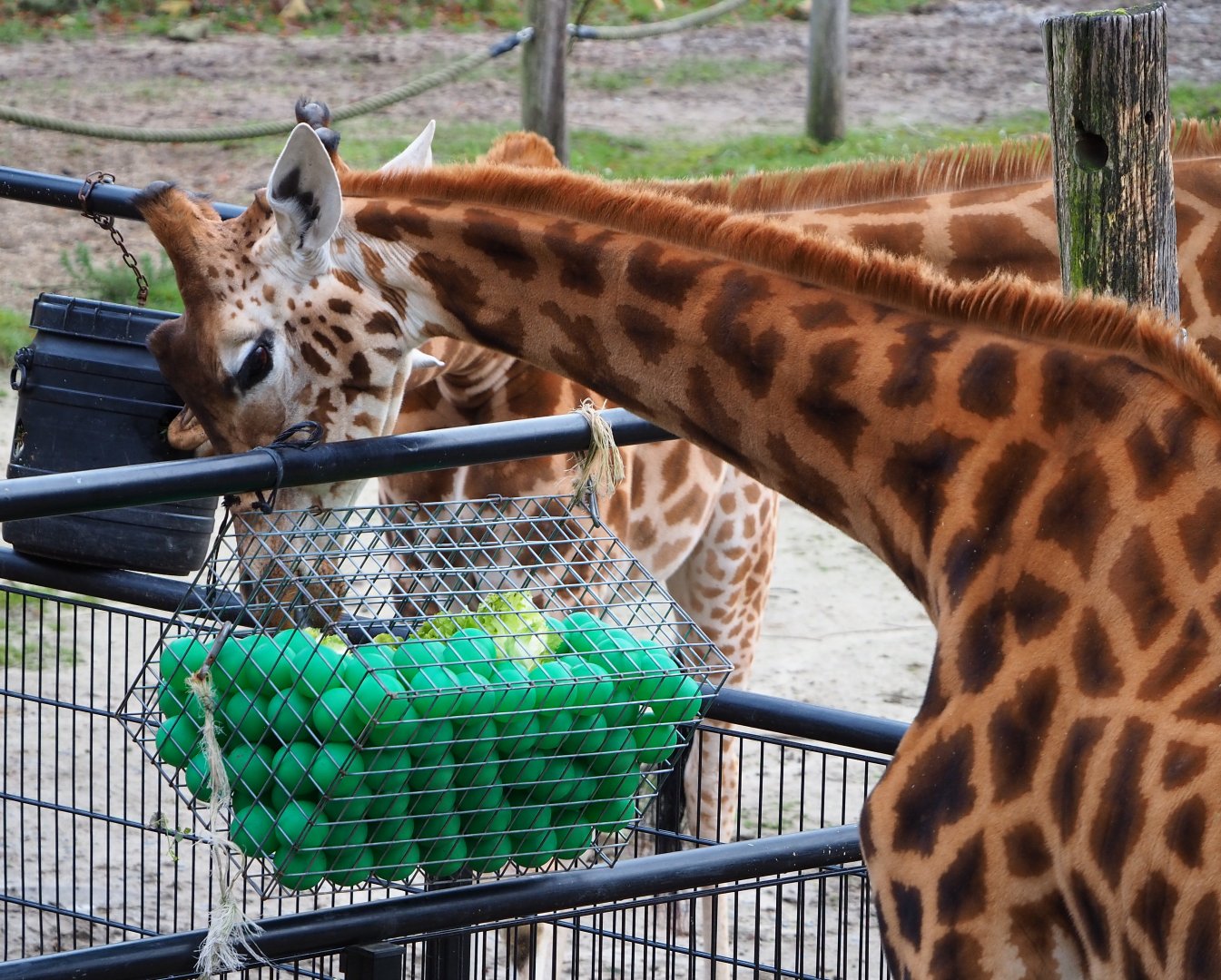 Kordofan giraffe (Giraffa camelopardalis antiquorum) using enrichment feeder, 2021-12-07