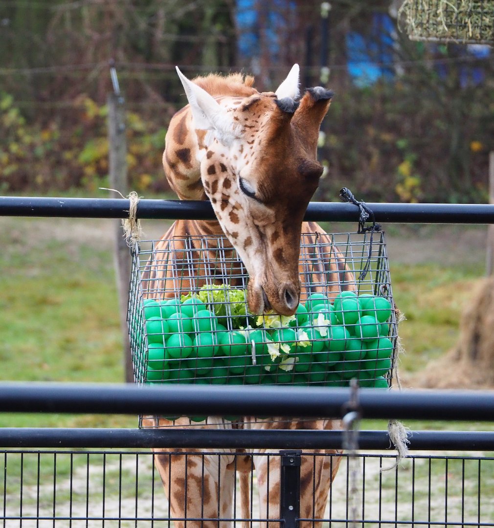 Kordofan giraffe (Giraffa camelopardalis antiquorum) using enrichment feeder, 2021-12-07