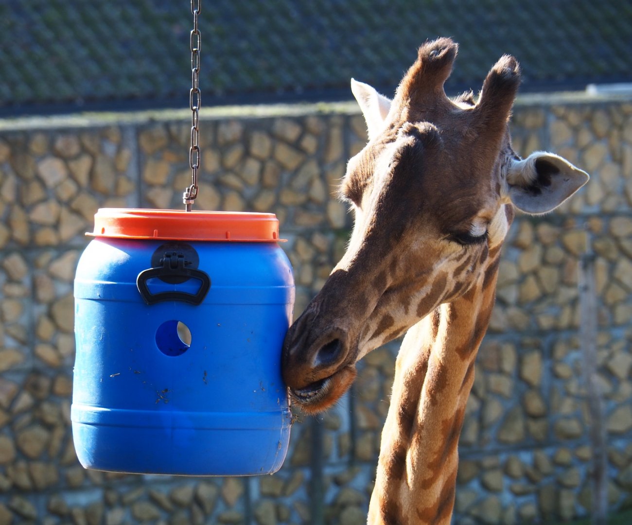 Kordofan giraffe (Giraffa camelopardalis antiquorum) with enrichment feeding barrel (Feb 16th, 2019)