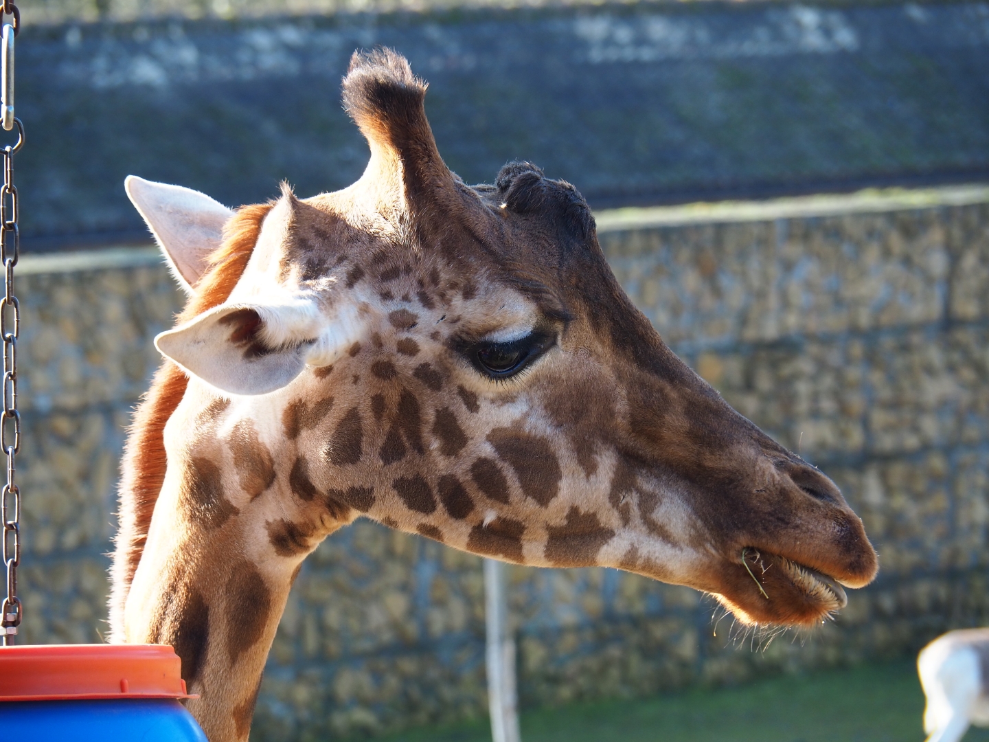 Kordofan giraffe (Giraffa camelopardalis antiquorum) with enrichment feeding barrel (Feb 16th, 2019)