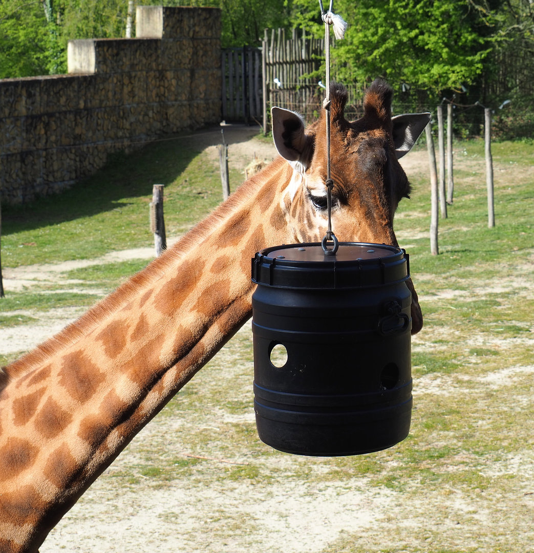 Kordofan giraffe (Giraffa camelopardalis antiquorum) with feeding barrel, 2022-04-12