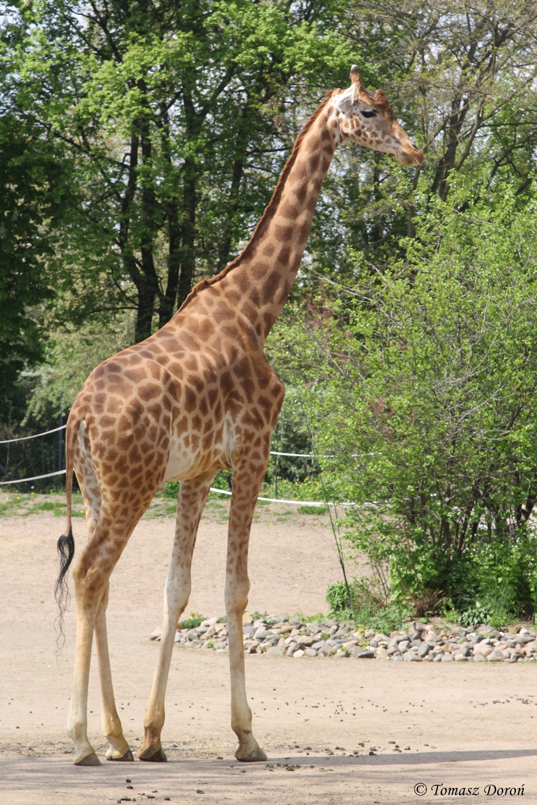 Kordofan Giraffe (Giraffa camelopardalis antiquorum)