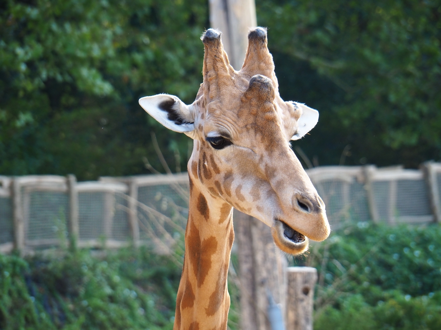 Kordofan giraffe (Giraffa camelopardalis antiquorum)