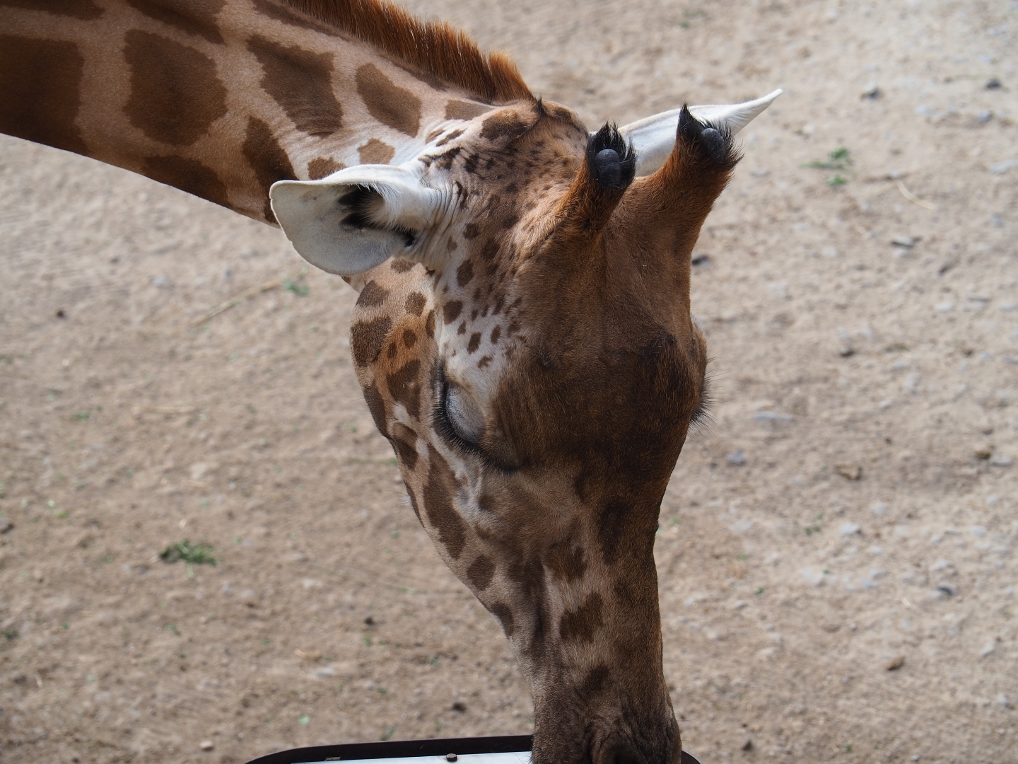 Kordofan giraffe (Giraffa camelopardalis antiquorum)
