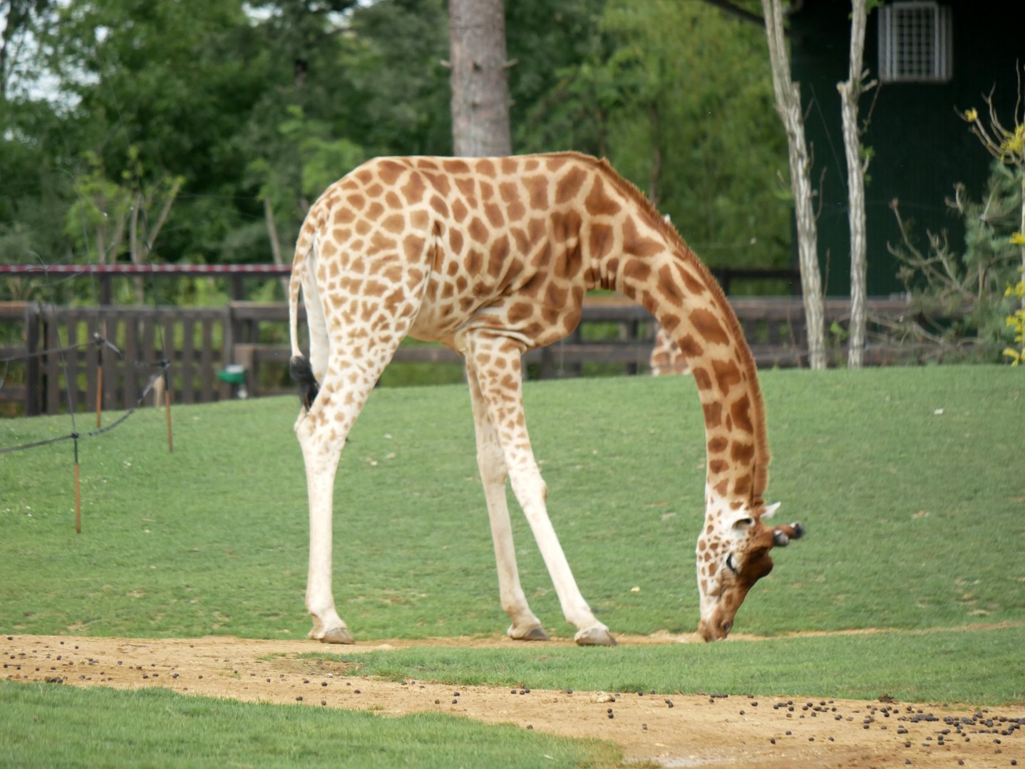 Kordofan giraffe (Giraffa camelopardalis antiquorum)