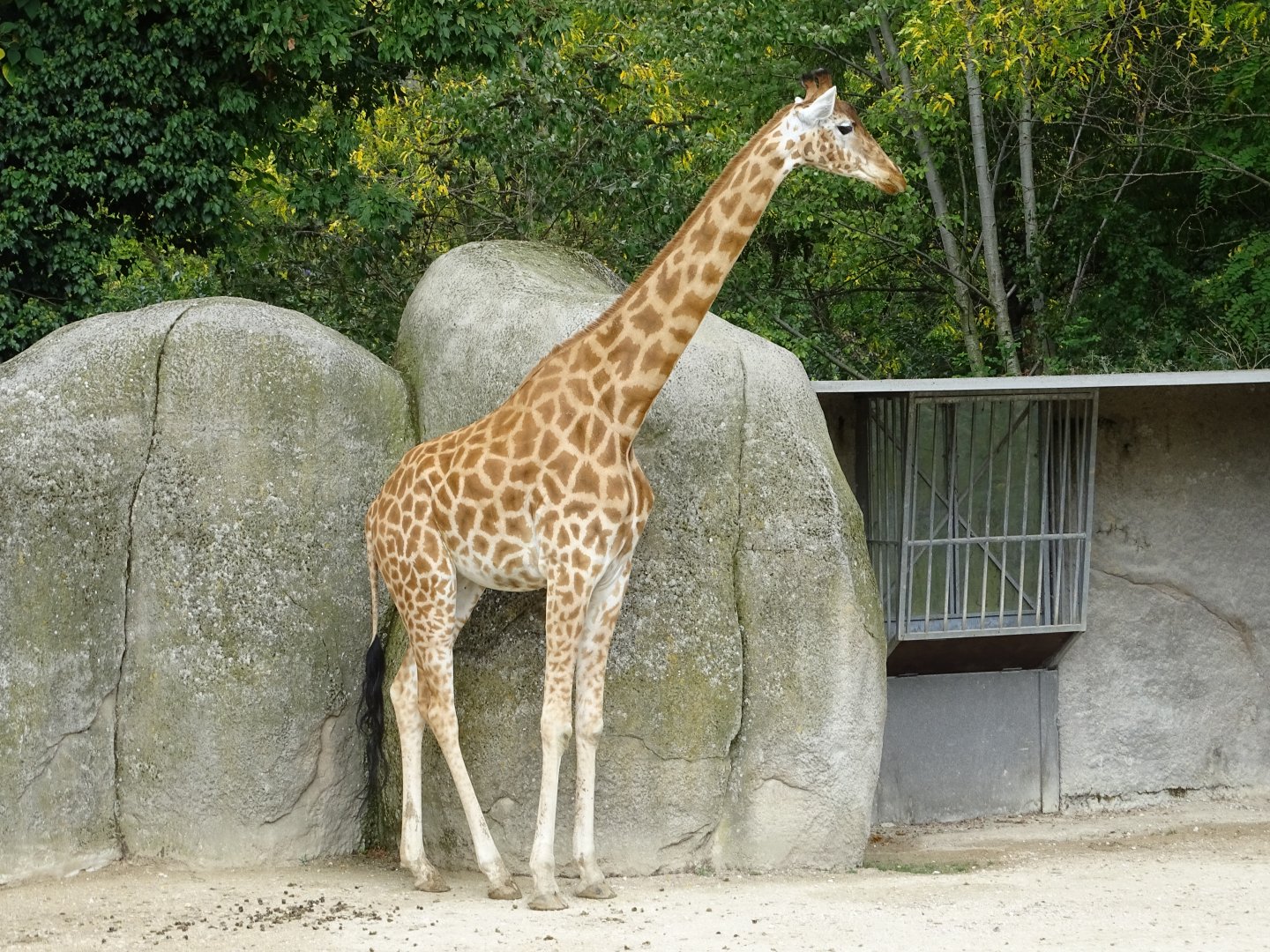Kordofan giraffe (Giraffa camelopardalis antiquorum)