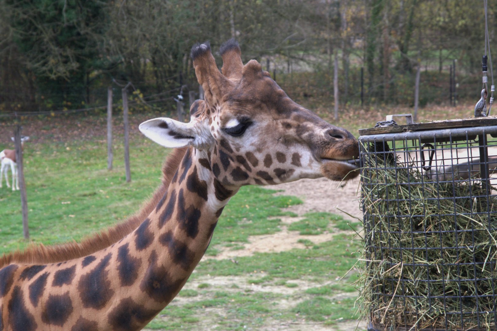 Kordofan Giraffe (Giraffa camelopardis antiquorum)