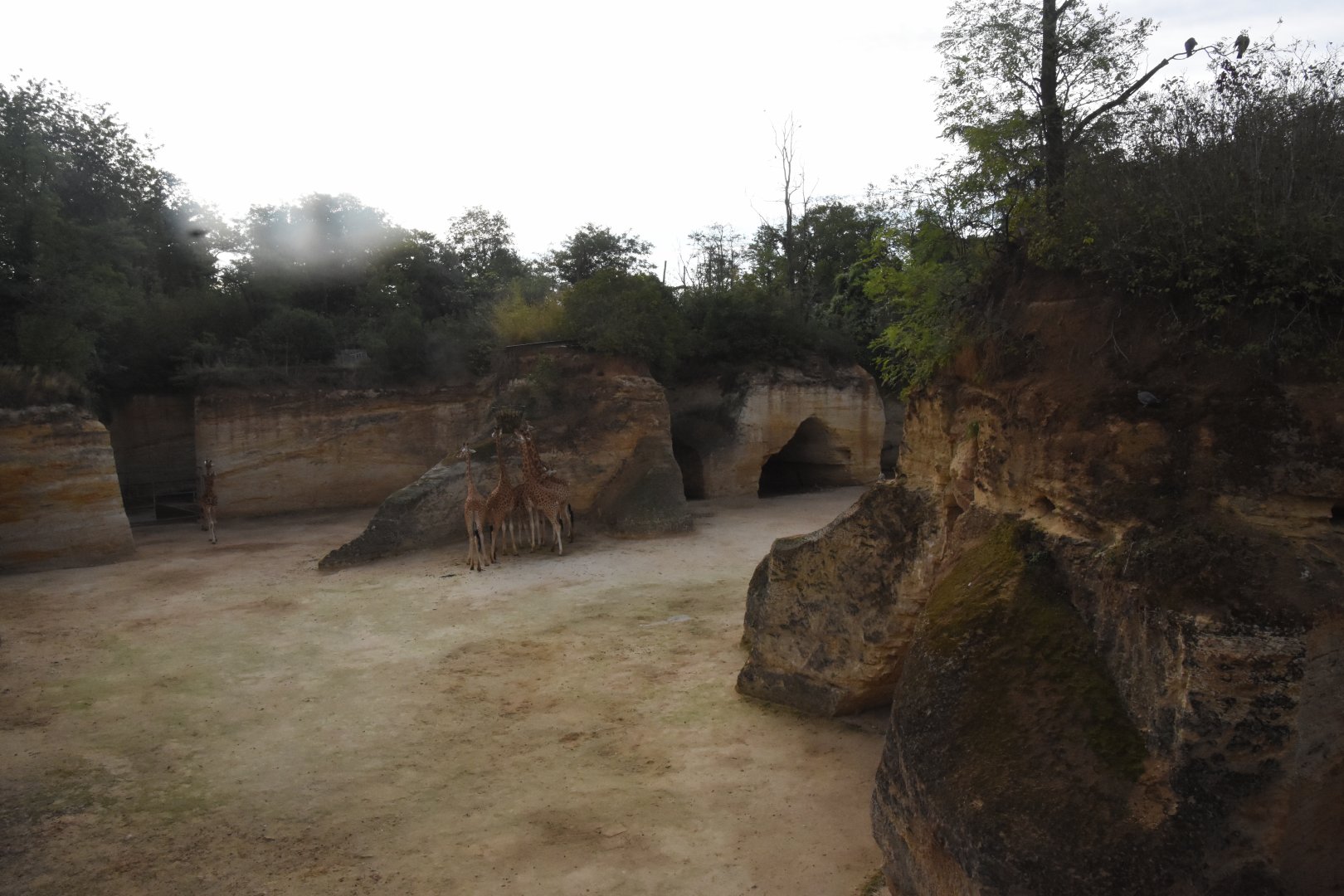 Kordofan Giraffe & Grevy Zebra enclosure