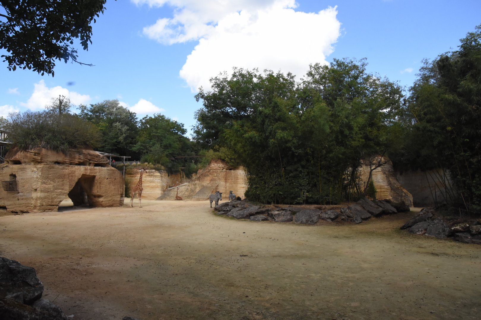 Kordofan Giraffe & Grevy's Zebra enclosure