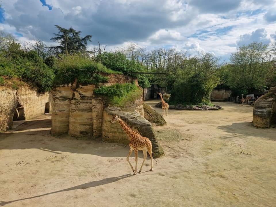 Kordofan Giraffe/ Grevy's Zebra exhibit