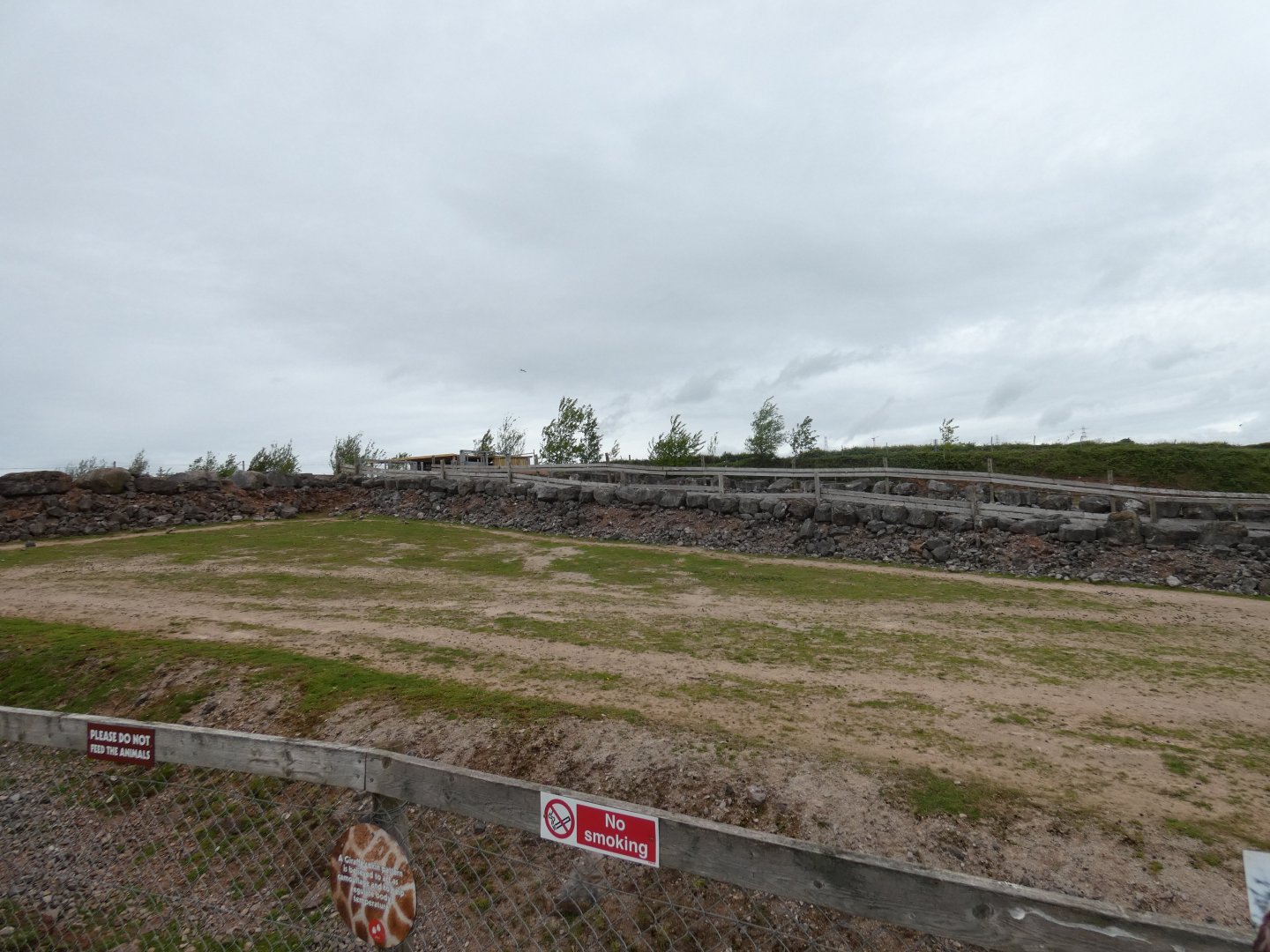 Kordofan giraffe hardstanding area