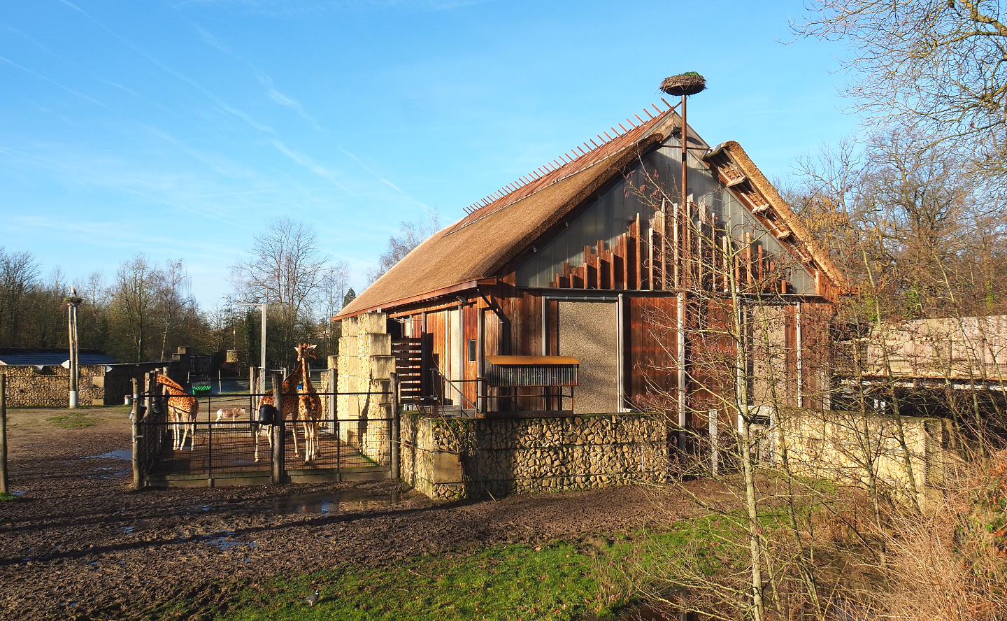 Kordofan giraffe house and hardstand, 2022-02-12