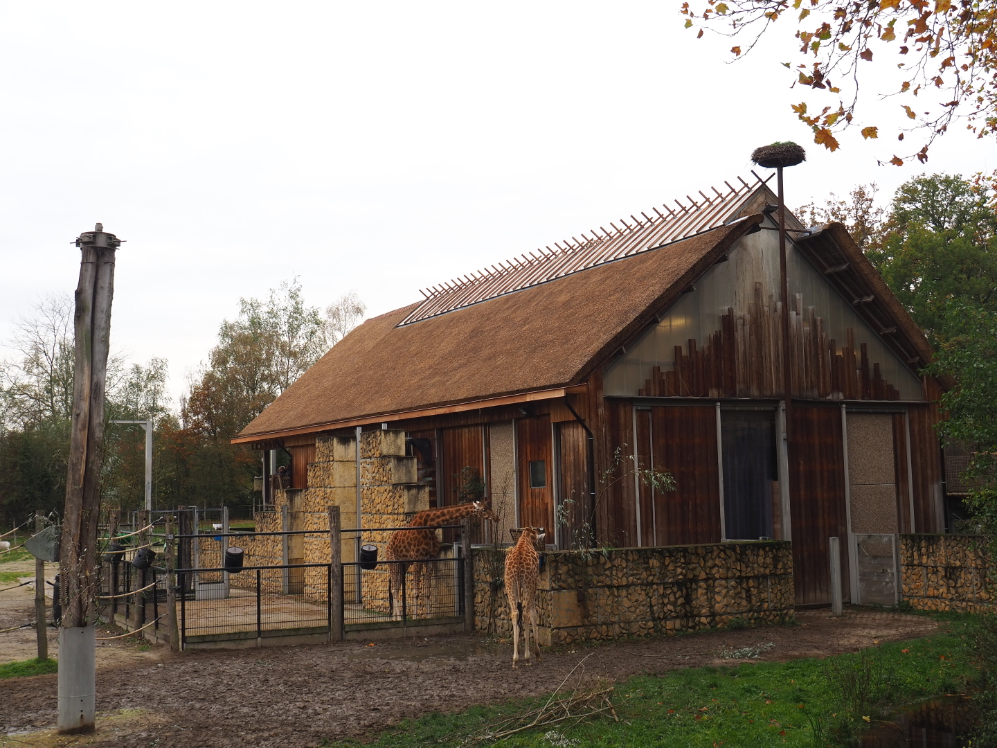 Kordofan giraffe house with renovated roof, 2021-11-06