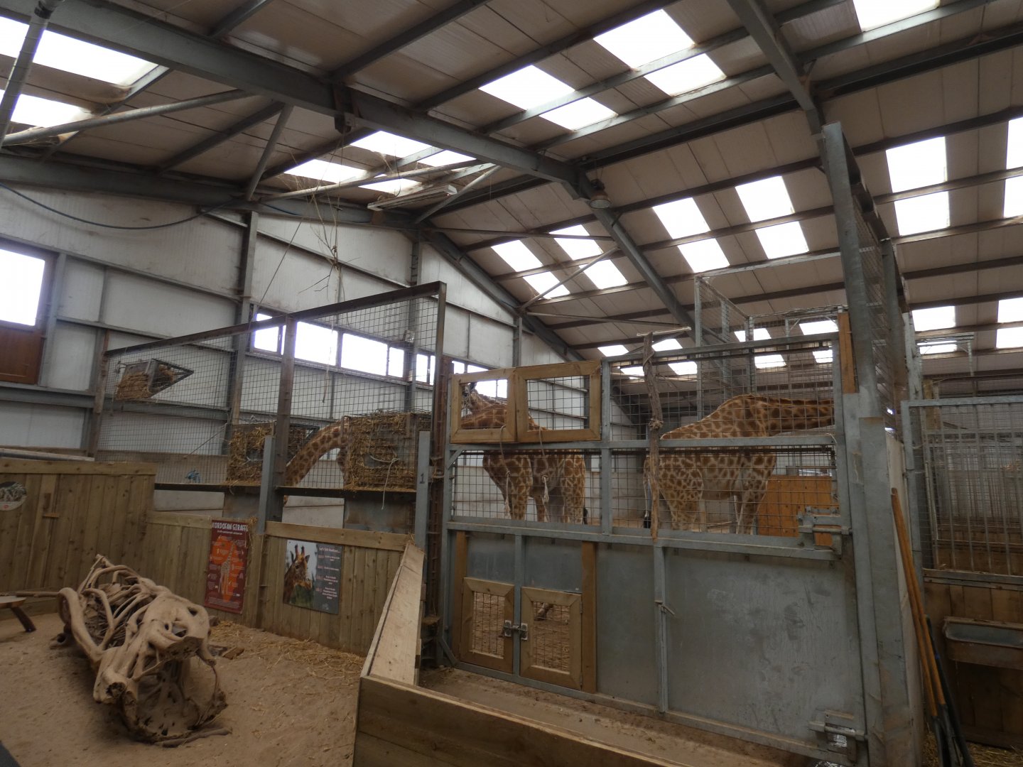 Kordofan giraffe indoor enclosure