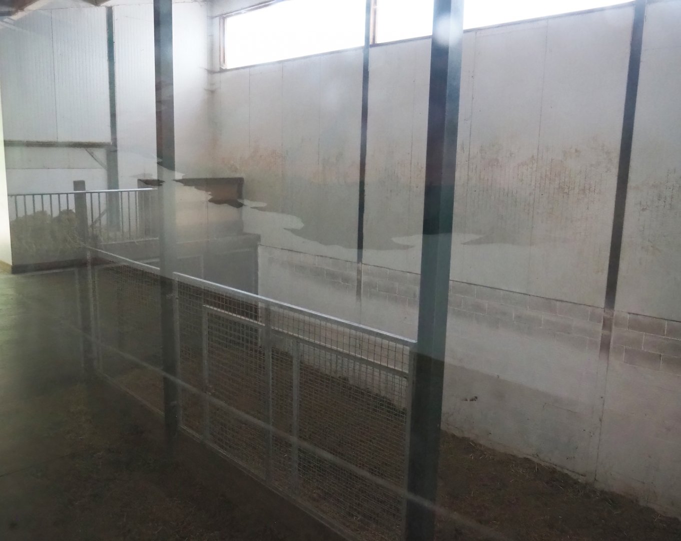 Kordofan giraffe indoor housing, 2023-06-24