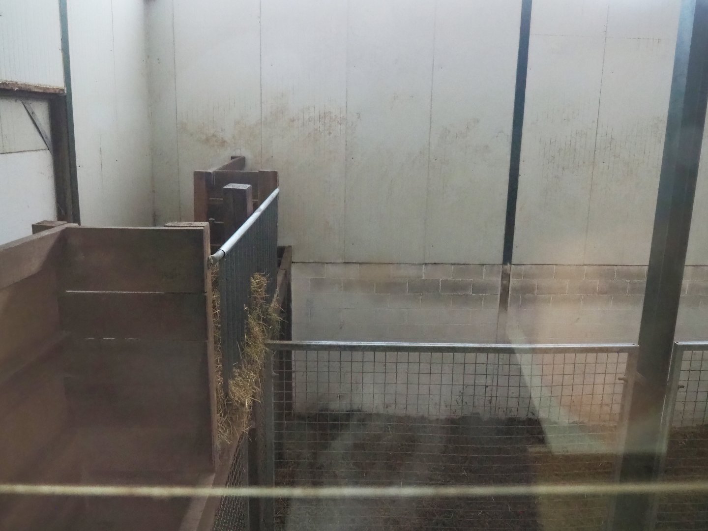 Kordofan giraffe indoor housing - Feeding area, 2023-06-24