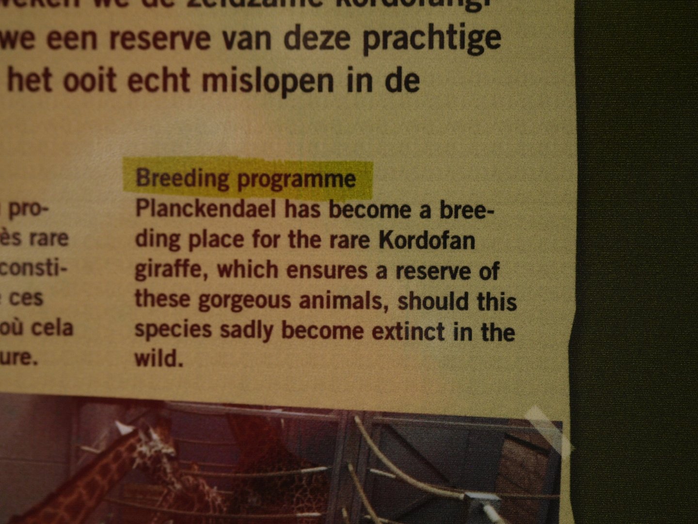 Kordofan giraffe information