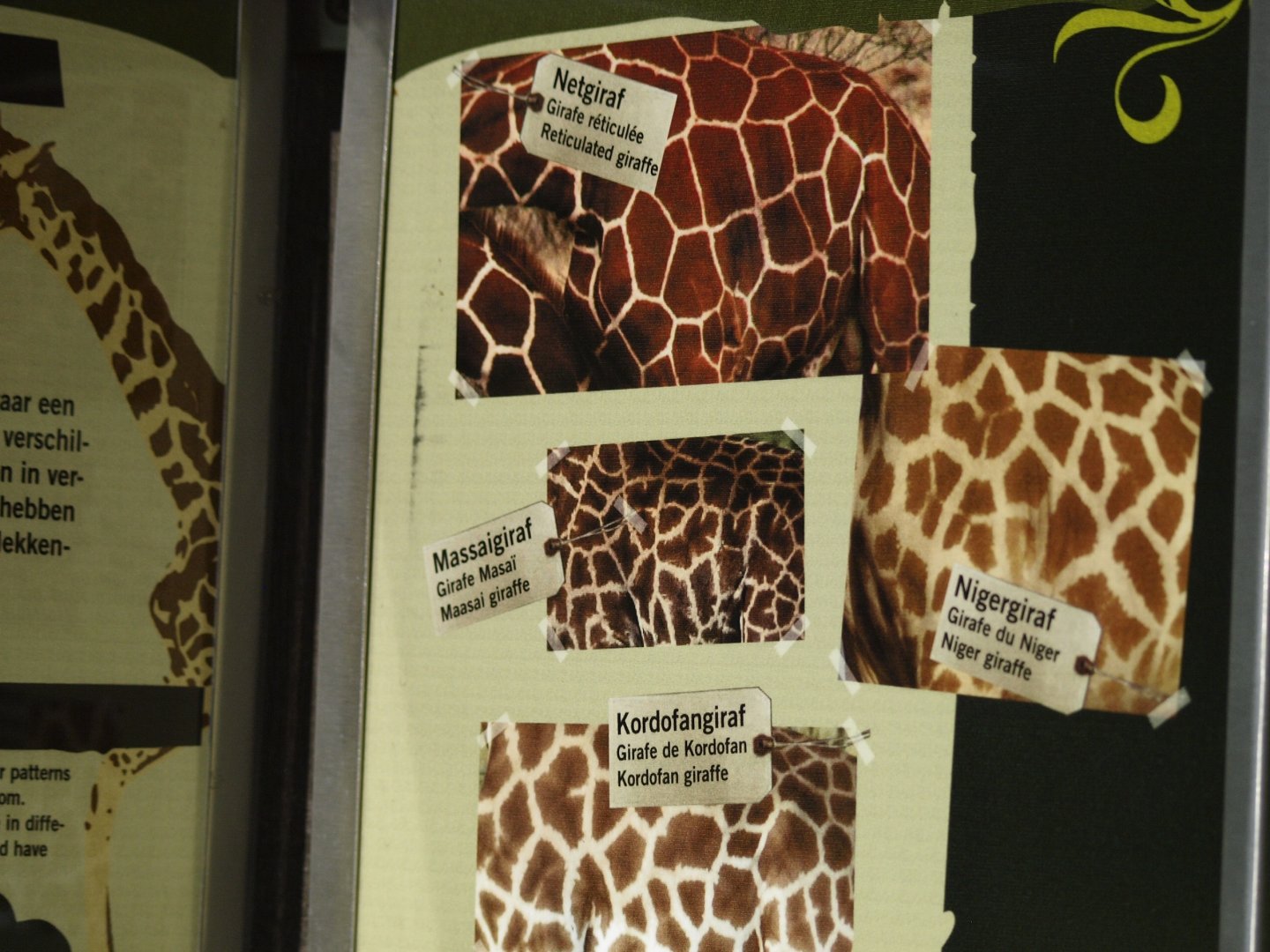 Kordofan giraffe information