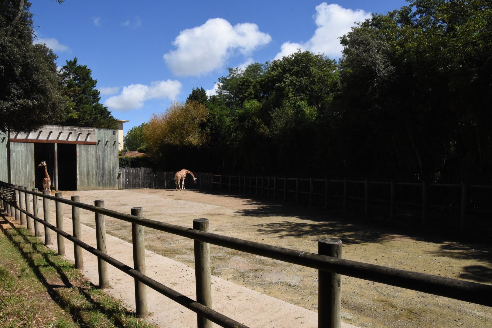 Kordofan Giraffe & Kirk's Dikdik enclosure