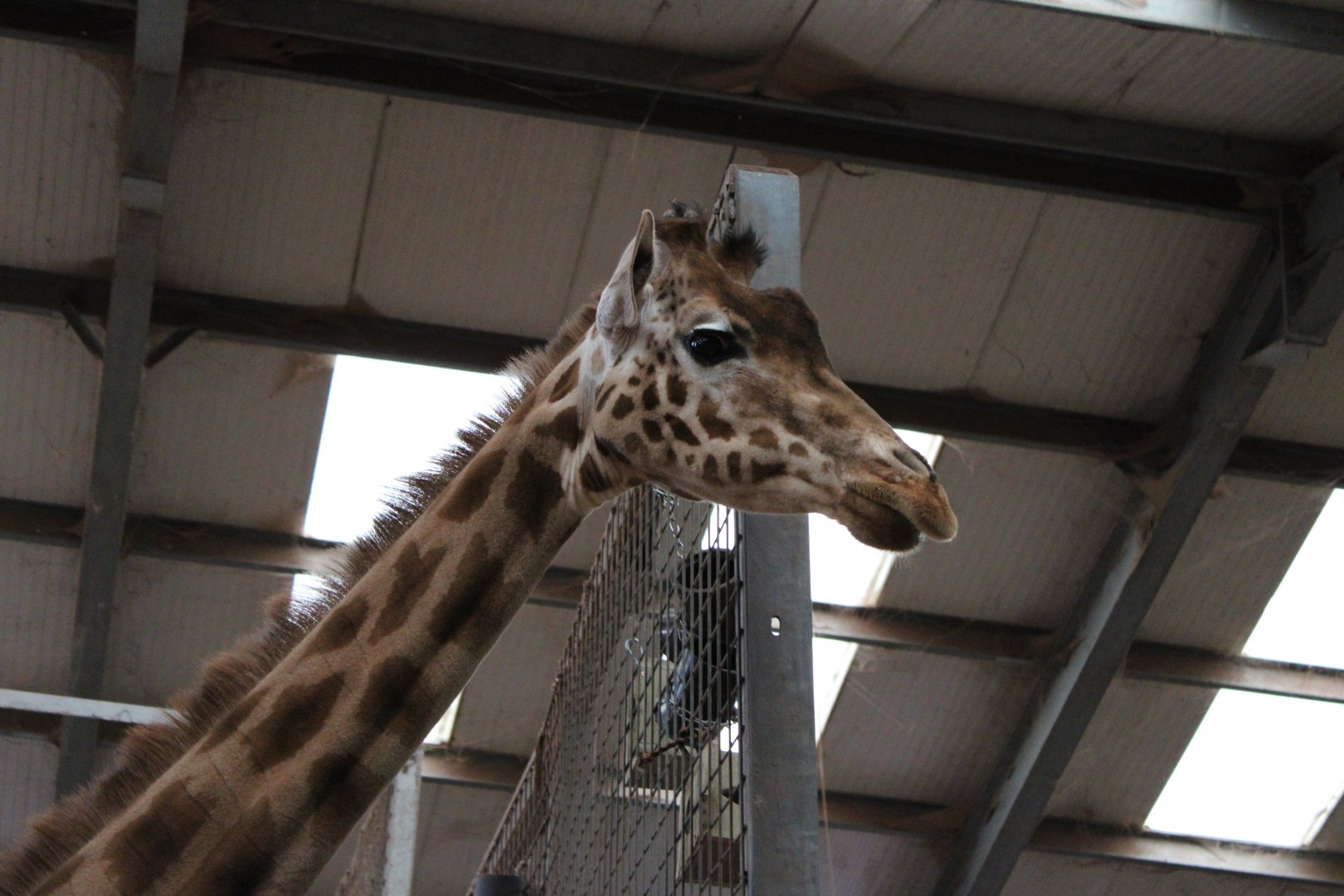 Kordofan Giraffe Portrait