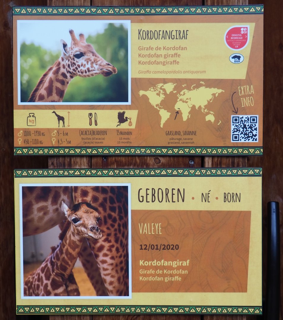 Kordofan giraffe signage and Kordofan giraffe birth sign, 2020-07-14