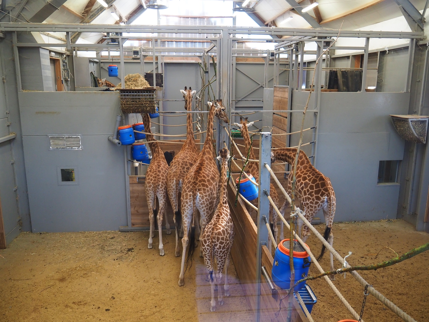 Kordofan giraffe stables (Jan 20th, 2019)