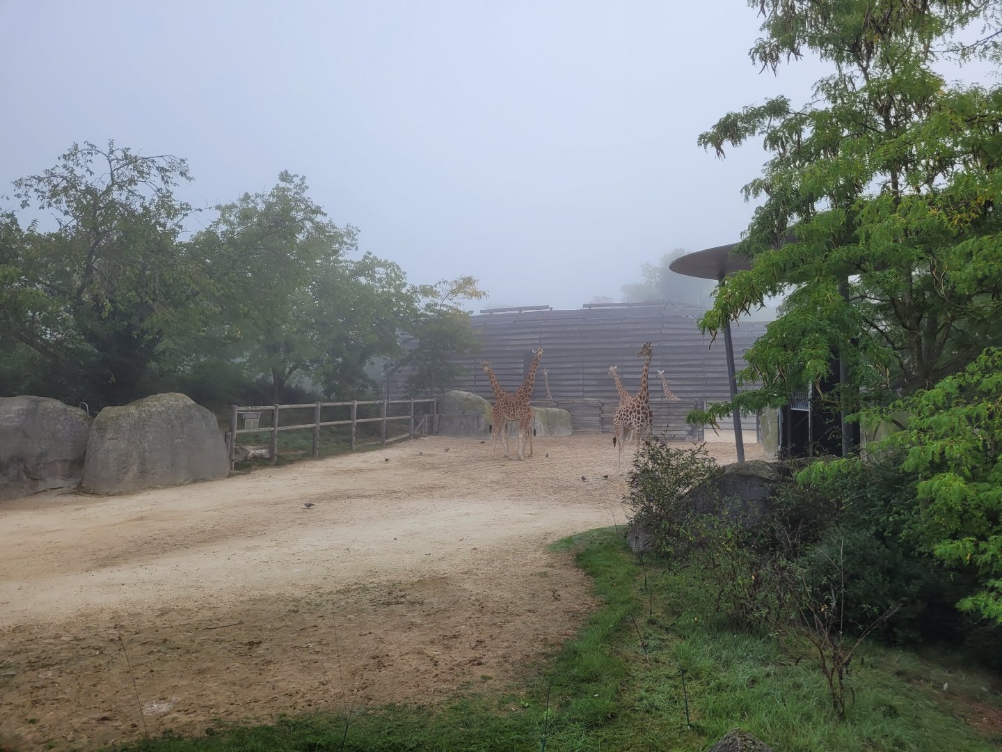 Kordofan giraffe stables -Parc Zoologique de Paris (2022)