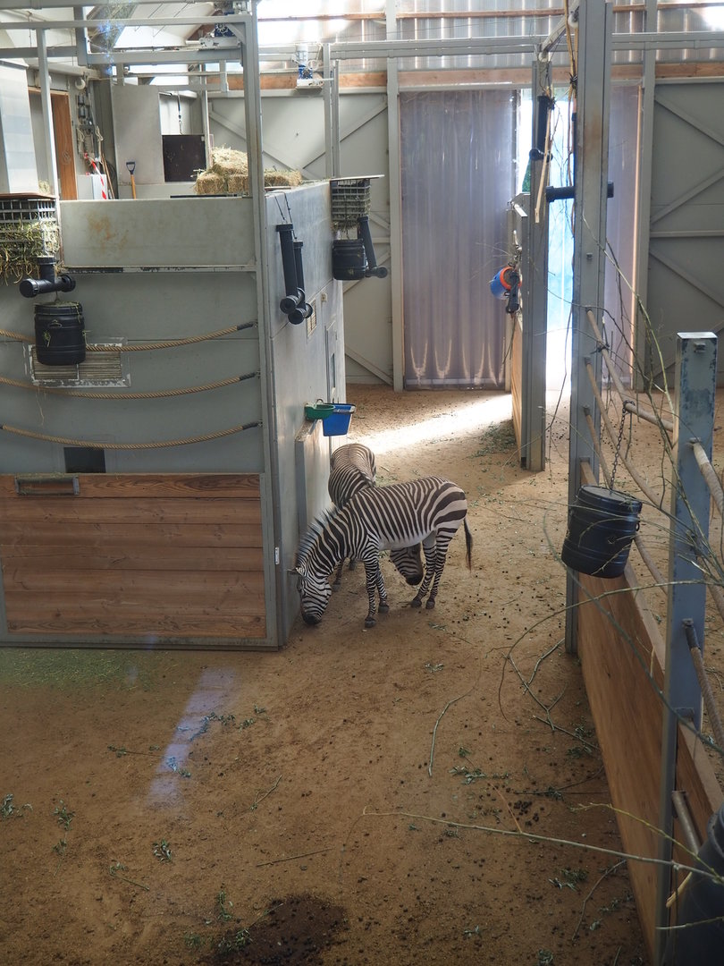 Kordofan giraffe stables, with Hartmann's mountain zebras visiting, 2022-08-07