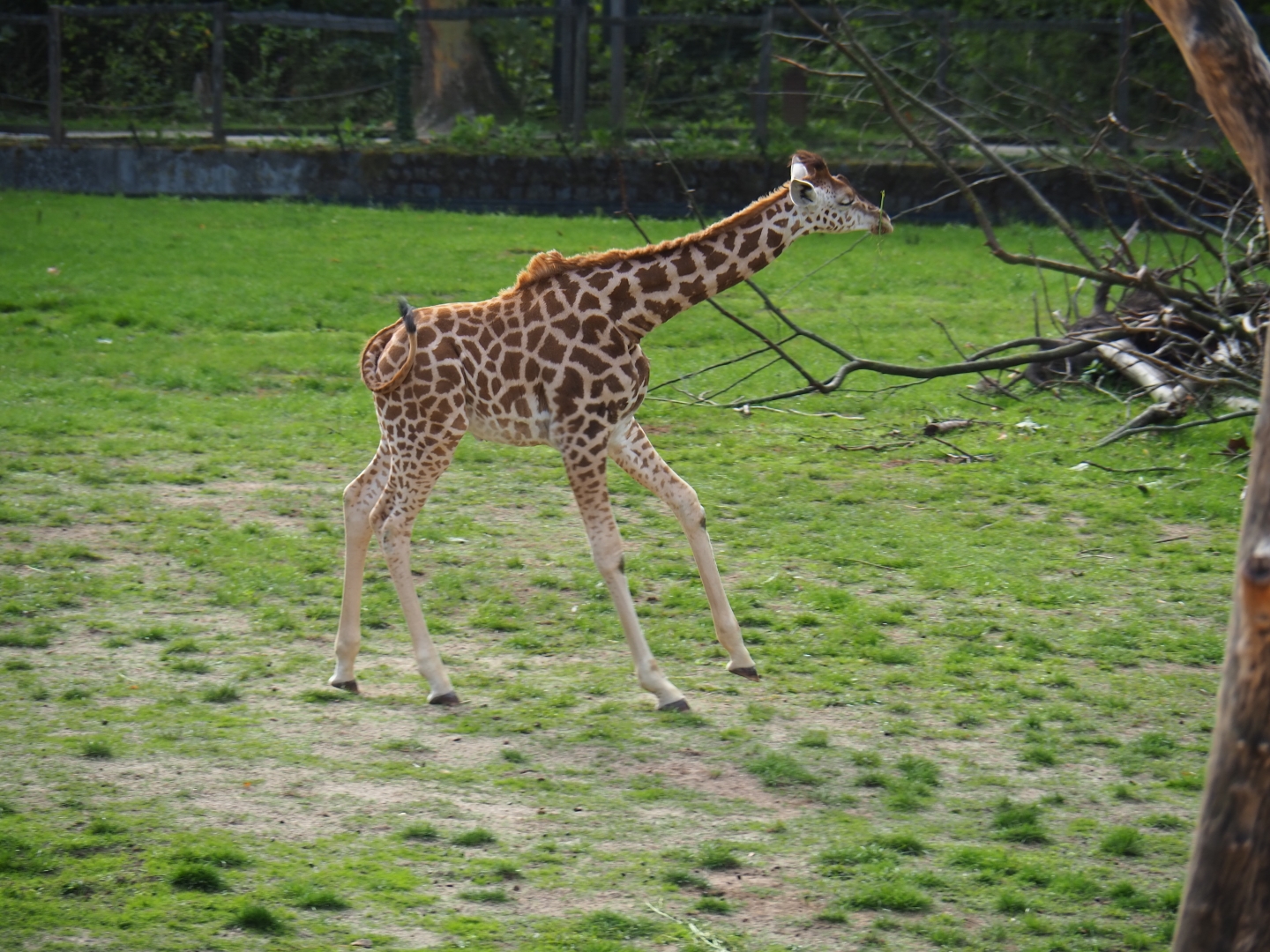 Kordofan giraffe Twifa running around