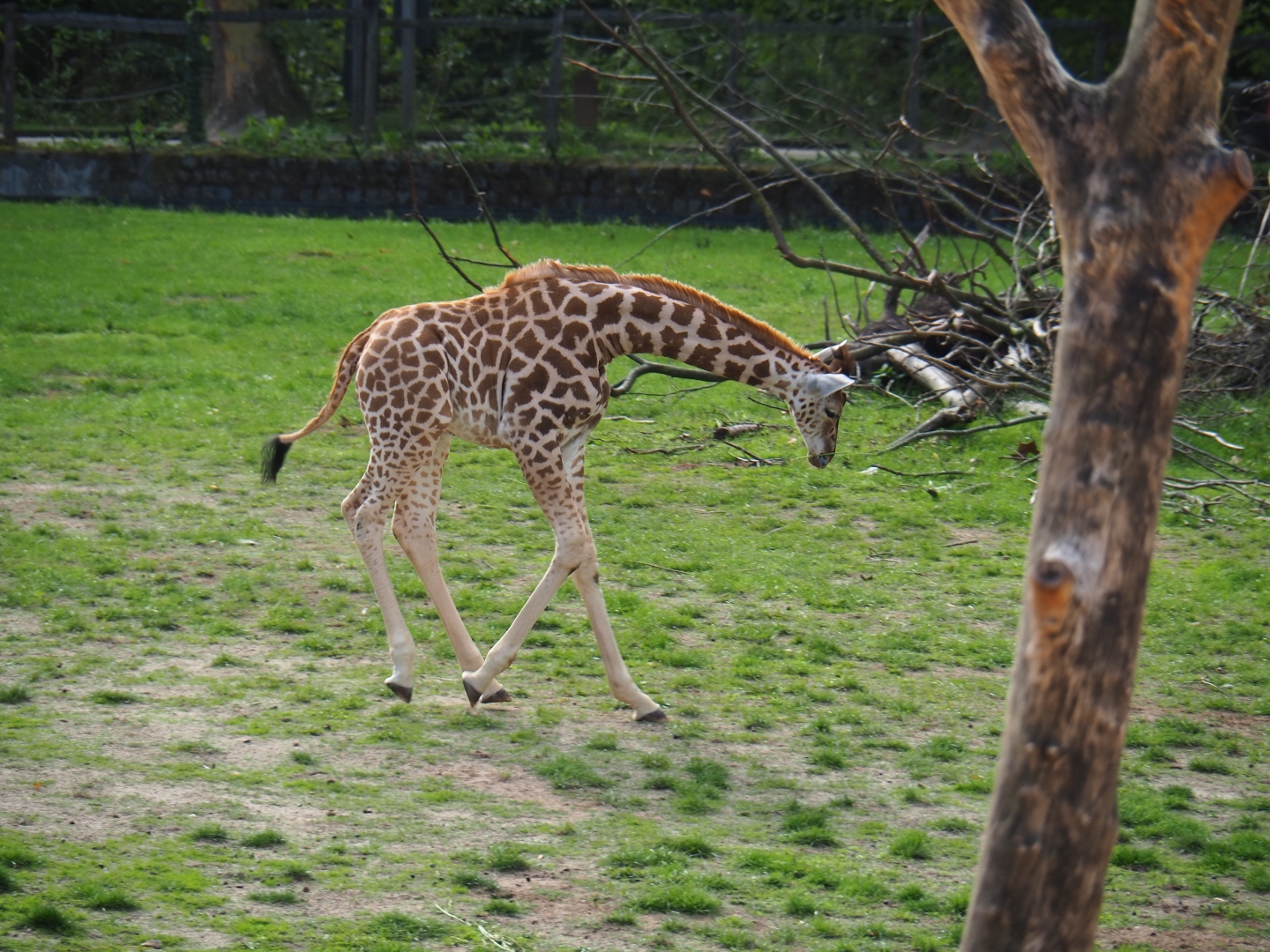 Kordofan giraffe Twifa running around