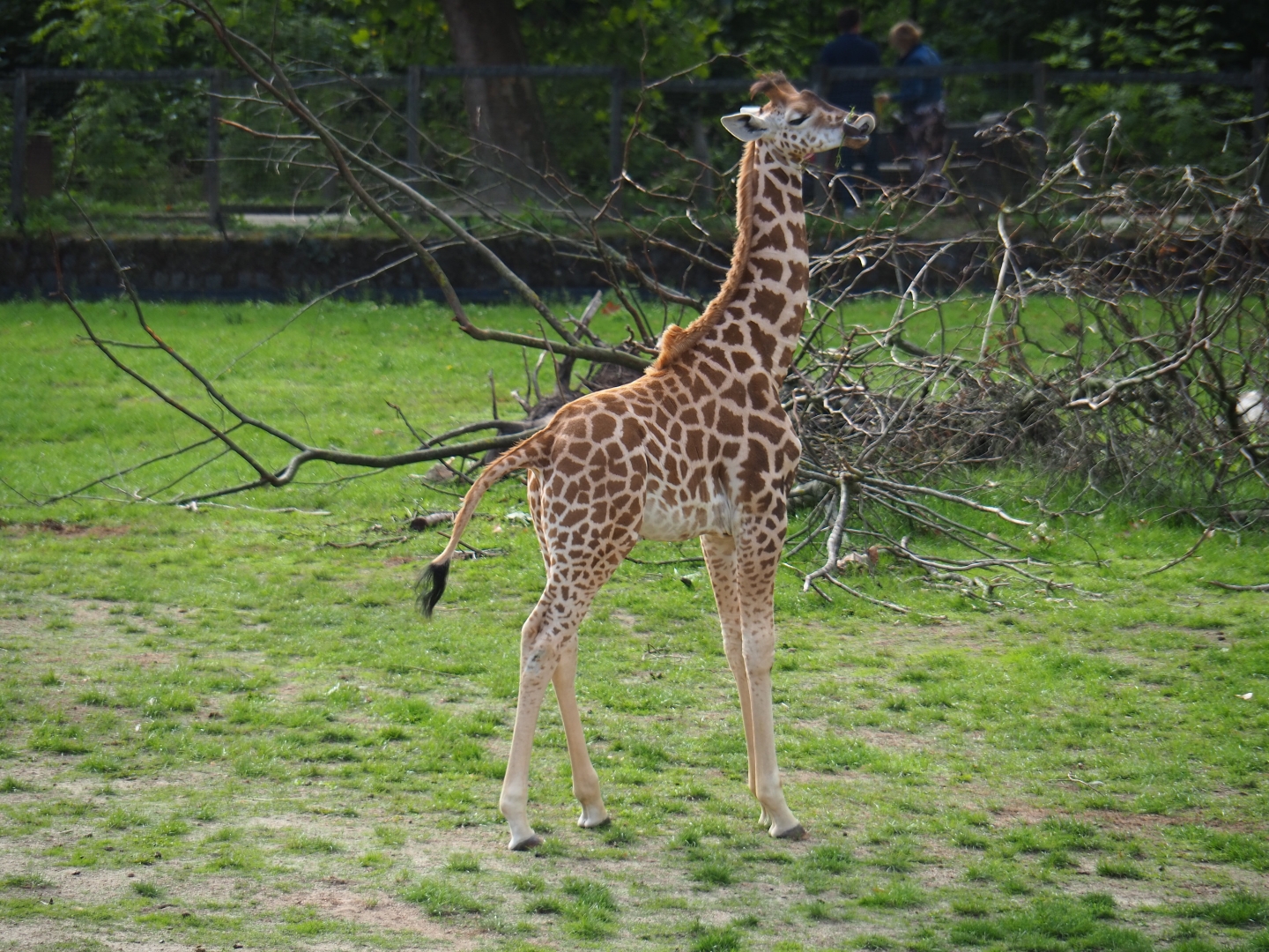 Kordofan giraffe Twifa standing and licking
