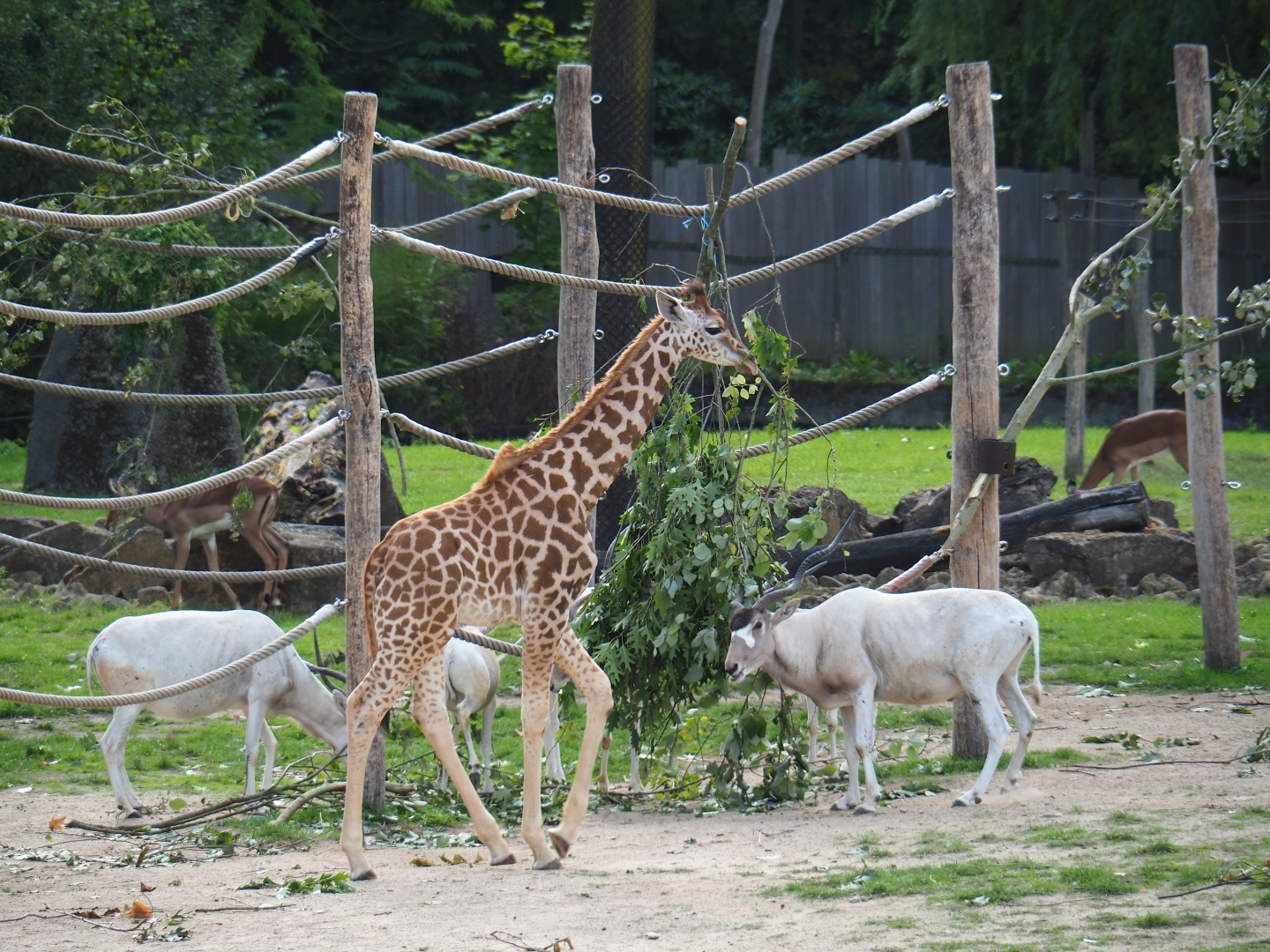 Kordofan giraffe Twiga walking past by the addax