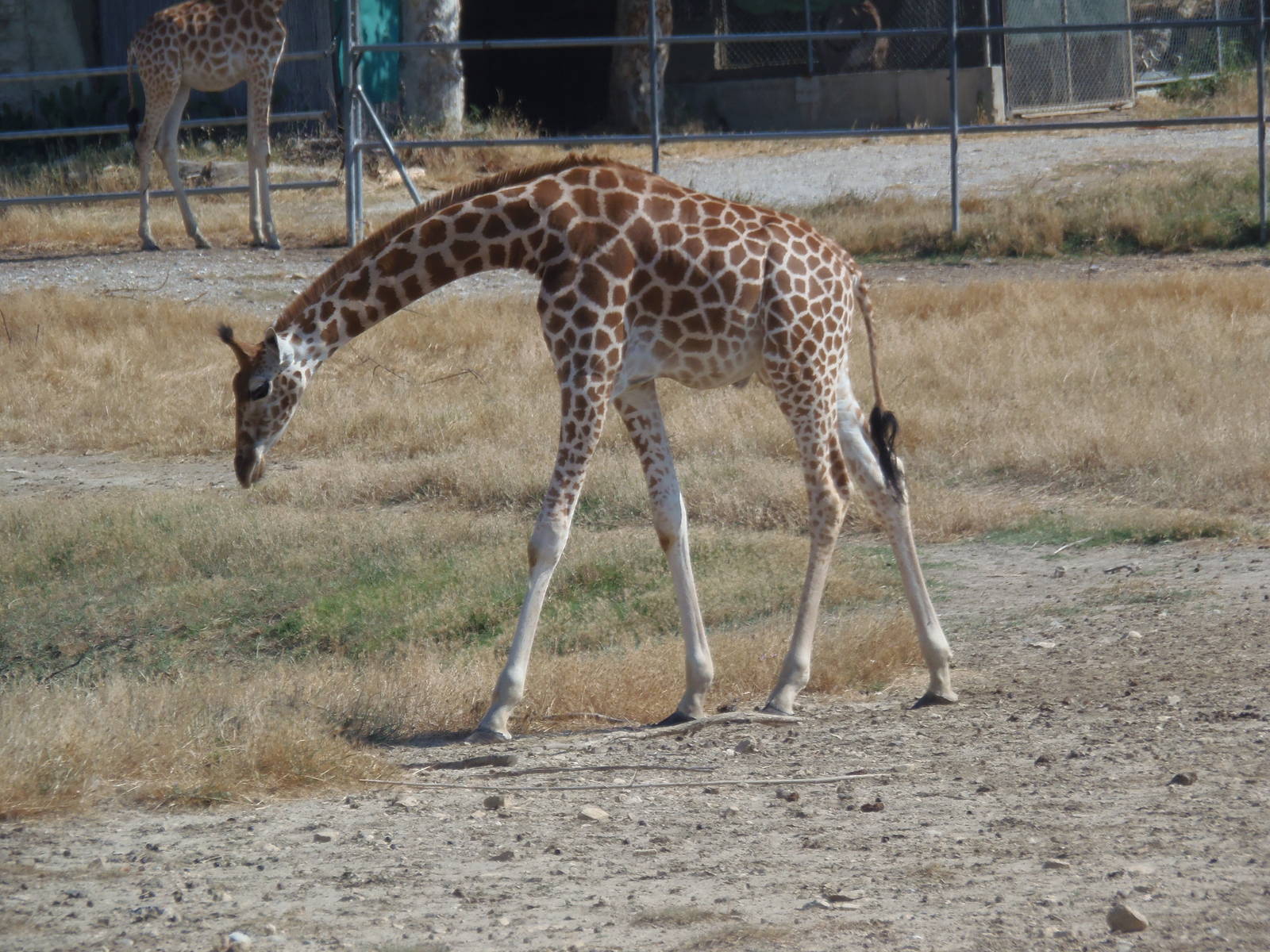 kordofan giraffe young