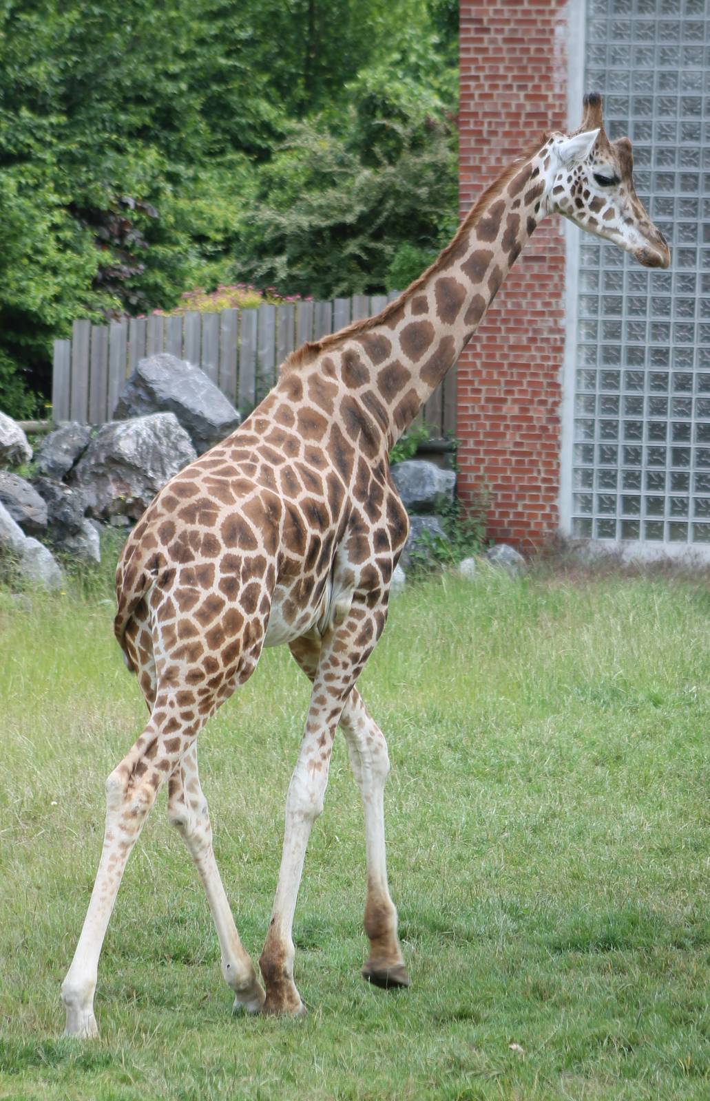 Kordofan giraffe