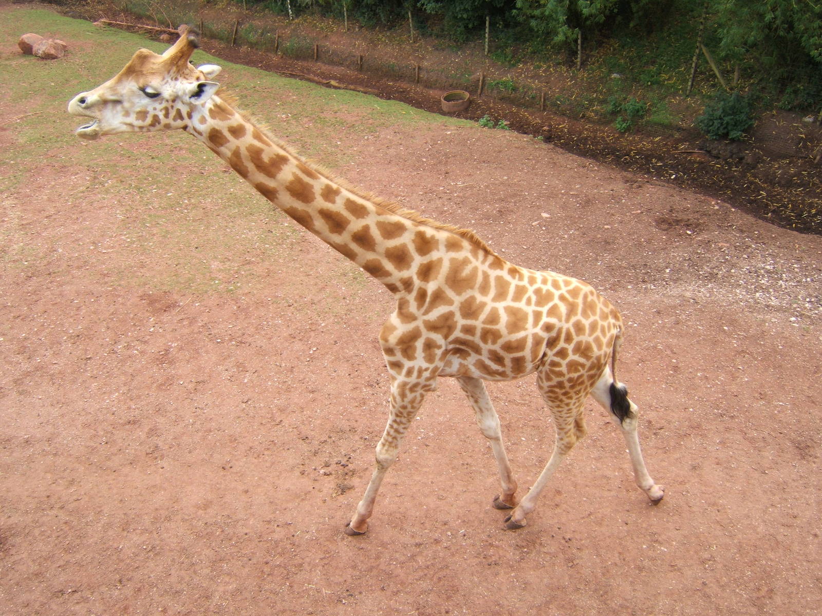 Kordofan Giraffe