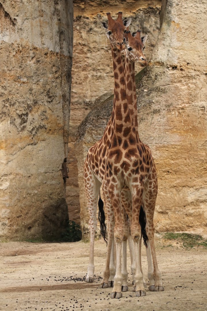 Kordofan giraffe