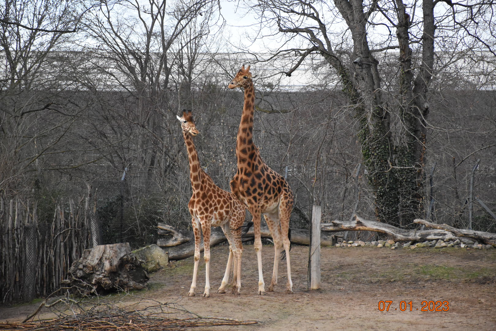 Kordofan giraffe