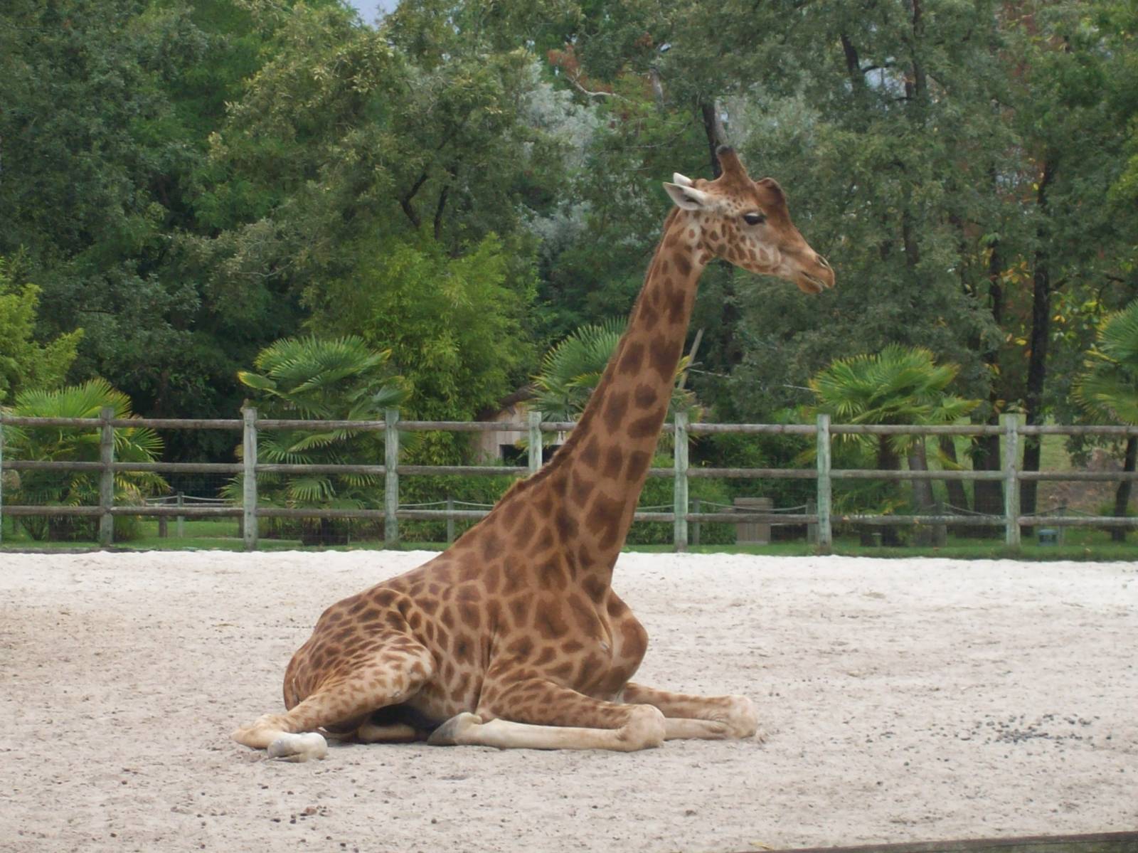 Kordofan giraffe?