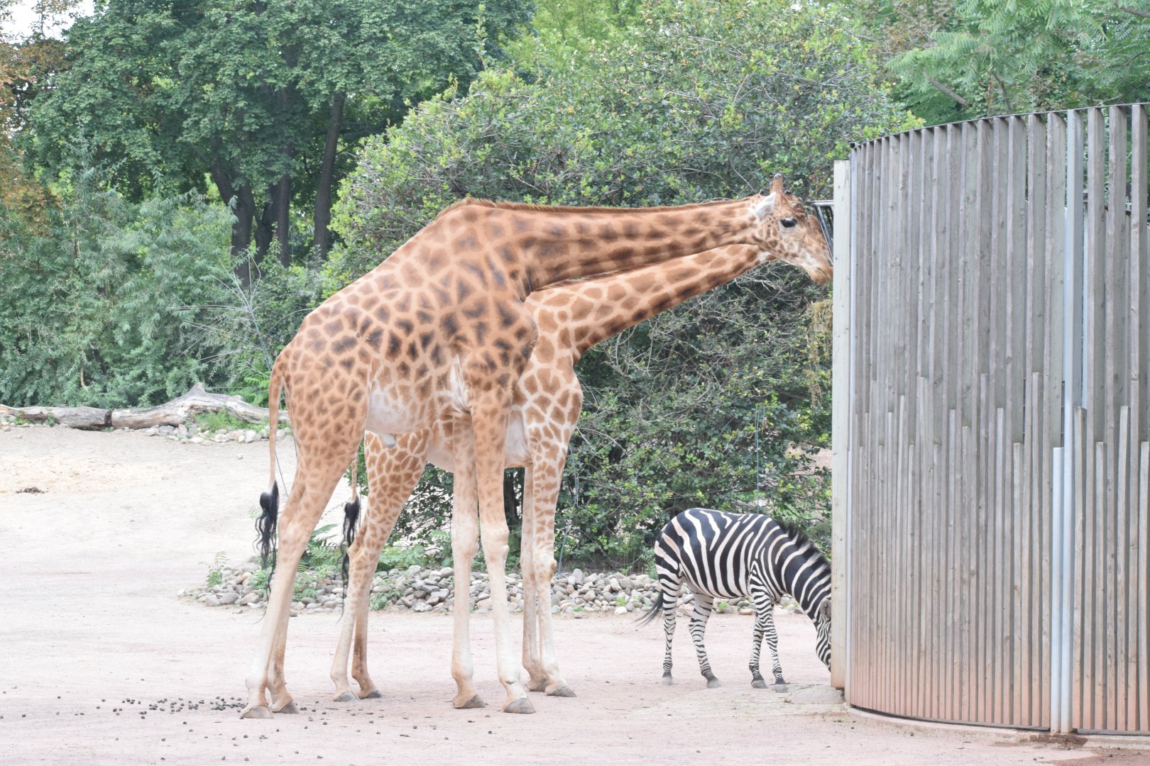 Kordofan giraffe