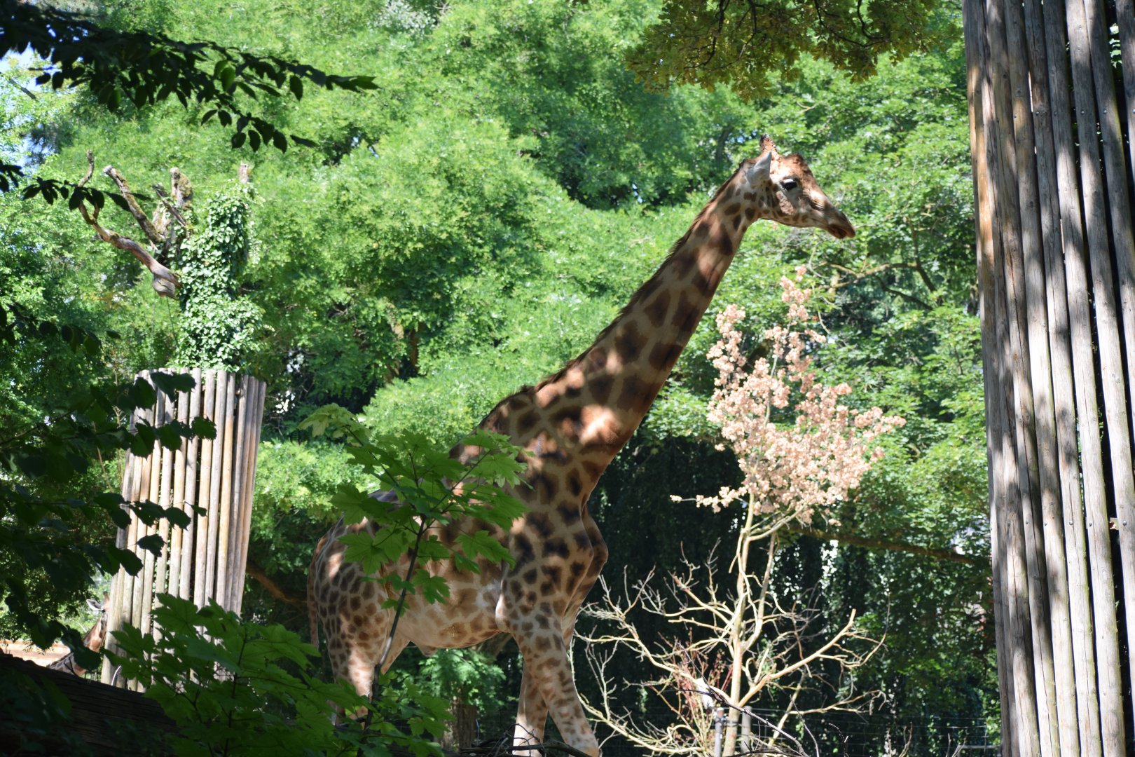 Kordofan giraffe