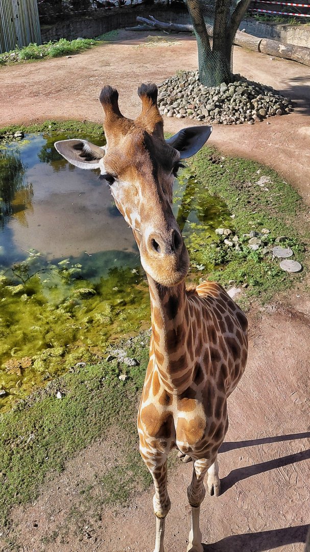 Kordofan giraffe