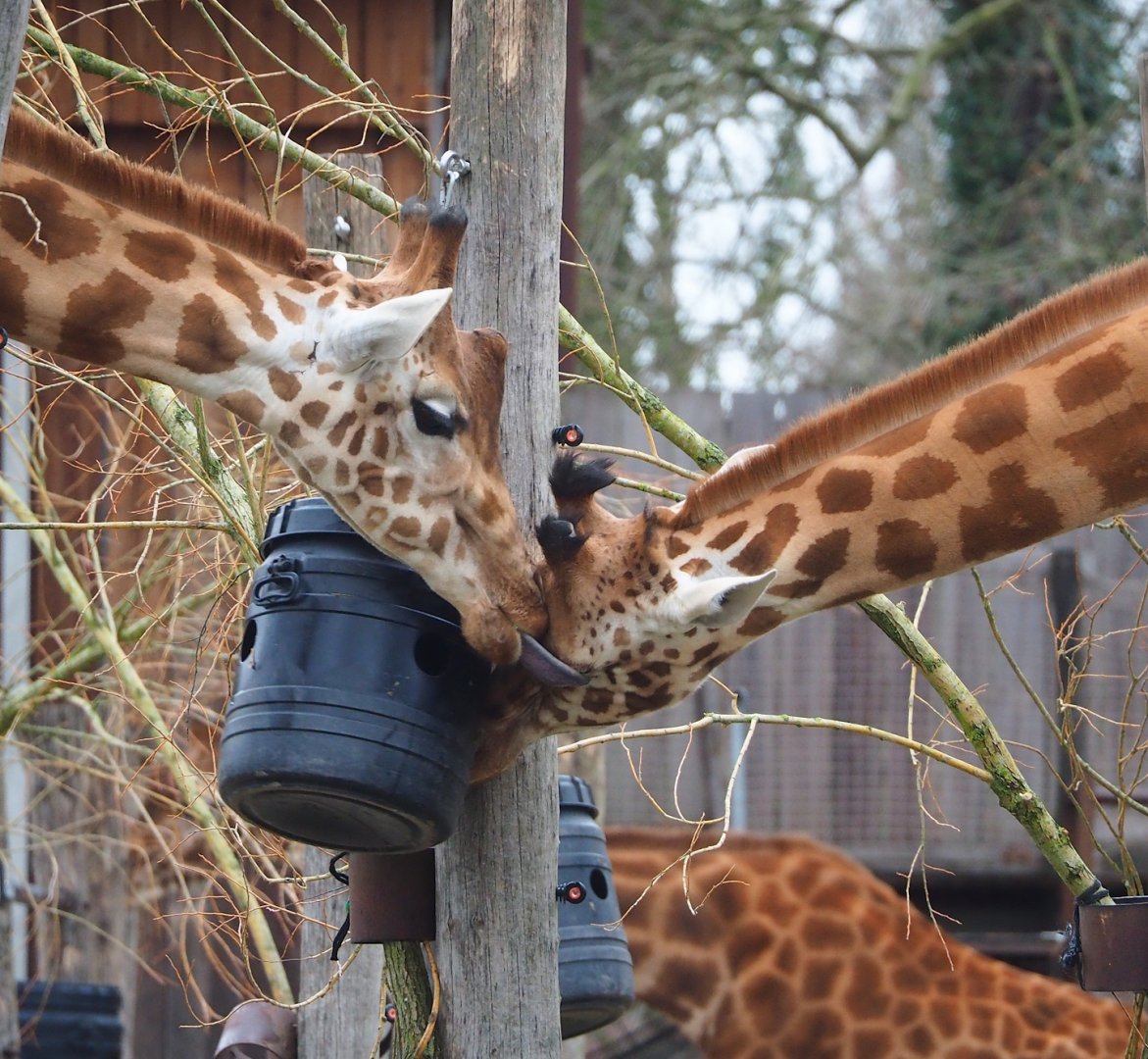 Kordofan giraffes, 2023-02-19