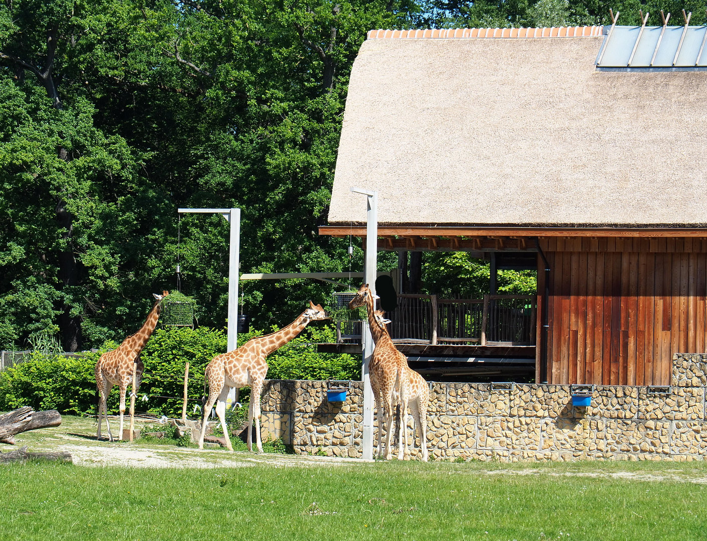 Kordofan giraffes and giraffe house with viewing area, 2022-06-15