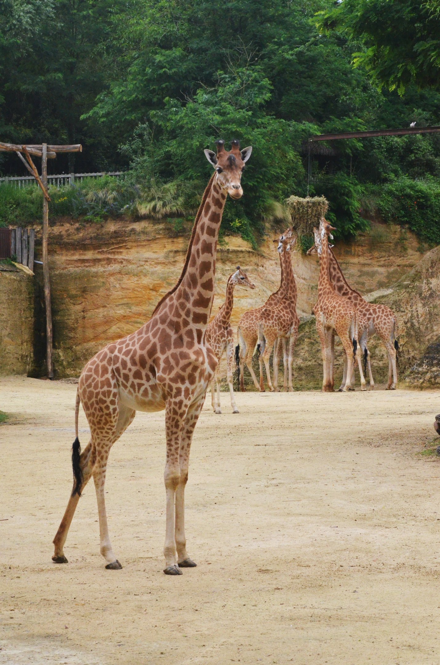 Kordofan Giraffes at Doué-la-Fontaine, 15/06/18